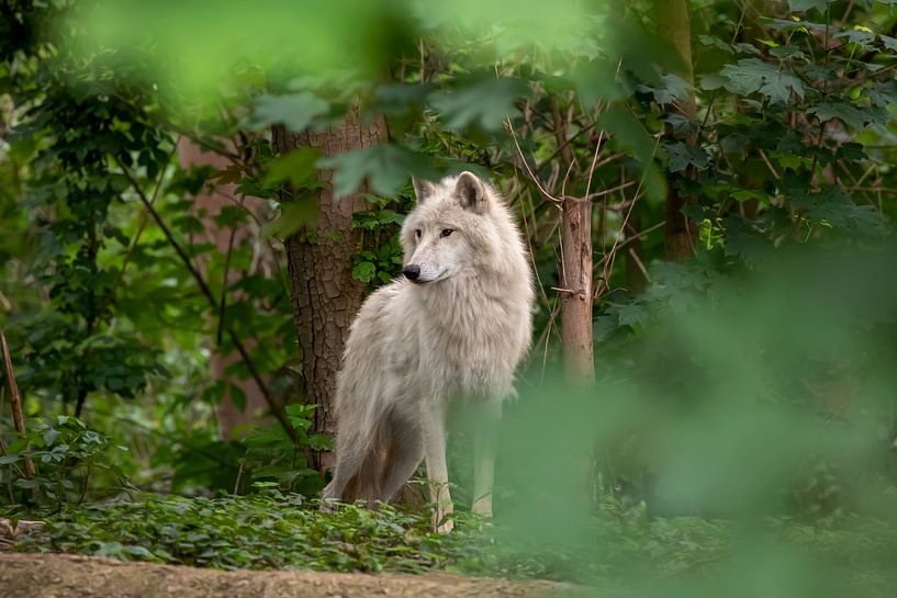 Hudson Bay wolf van gea strucks