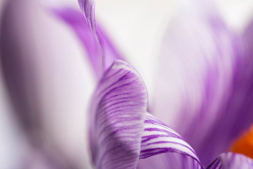 Crocus detail by Petra Dreiling-Schewe