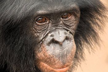 CHIMPANSEE IN HET WILD