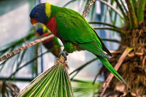 Lori van de Blauwe Bergen