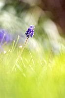 Blauwe druifhyacint ontspringt uit het gras.