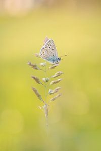 Icarus blue