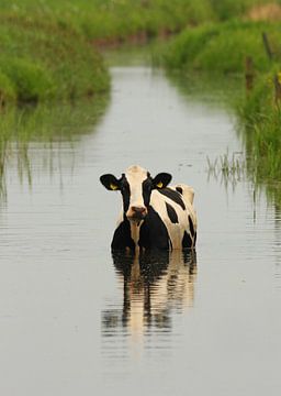 vieille vache dans le fossé sur Ruurd Jelle Van der leij