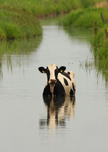 oude koe in de sloot