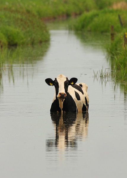 old cow in the ditch by Ruurd Jelle Van der leij