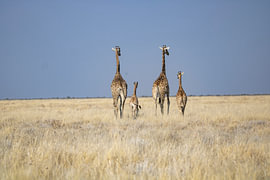 Giraffe family by Maike Jongerius