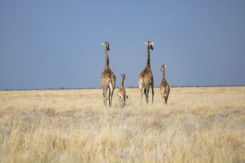Giraffenfamilie