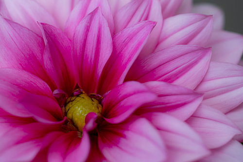 De elegante schoonheid van de roze dahlia