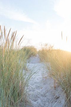 Le soleil dans les dunes sur Laura Elkhuizen Fotografie