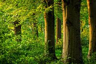 landschap met eiken van Wicher Oort thumbnail