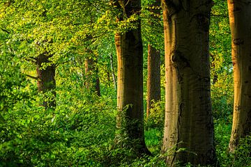 landschap met eiken van Wicher Oort