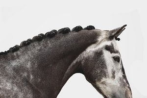 Bildende Kunst für Pferde von Estelle Roelofs