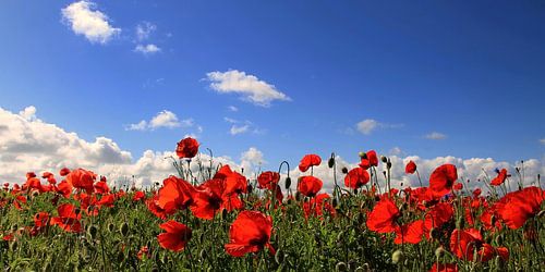Mohnpanorama von Ostsee Bilder