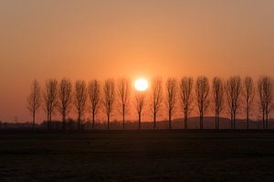 Rangée d'arbres sur Moetwil en van Dijk - Fotografie