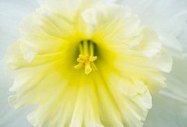 Soft Yellow and White Daffodil Bell by Iris Holzer Richardson
