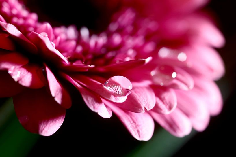 Gerbera by Thomas Jäger
