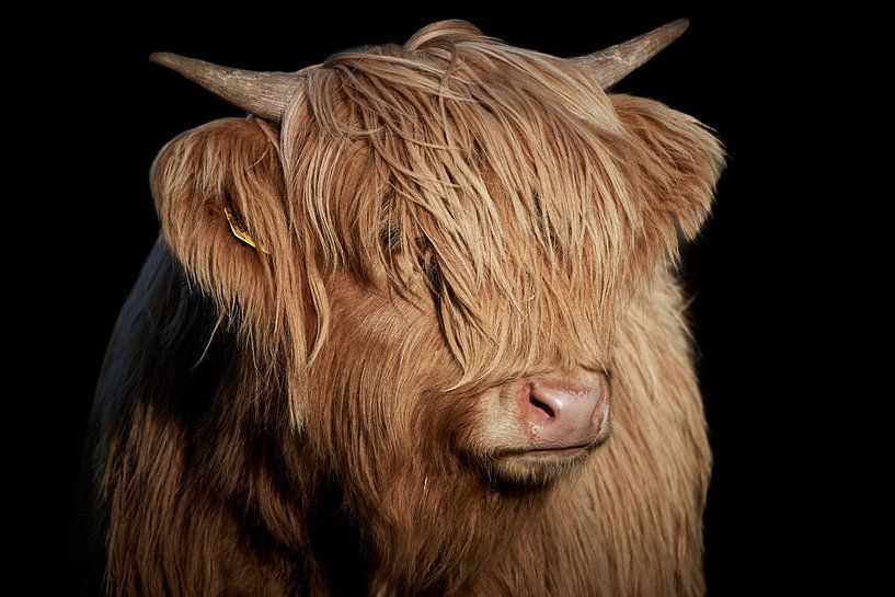 Scottish highland cattle calf by Thomas Marx