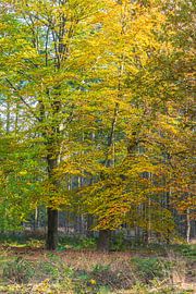 herfst10 van Geertjan Plooijer