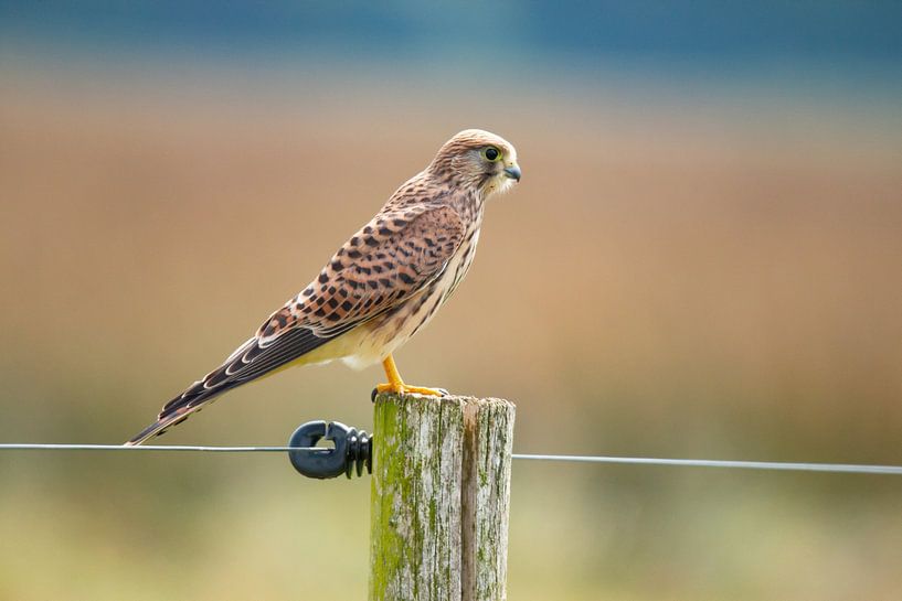 Kestrel (Falco tinnunculus) by Gert Hilbink