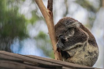 De slapende koala van Chantal CECCHETTI