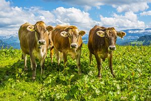 Allgäu cows van Walter G. Allgöwer