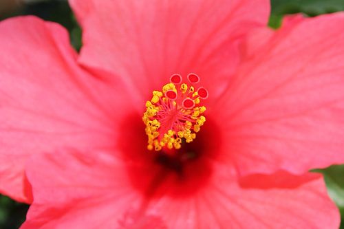 The Red Flower Pistil