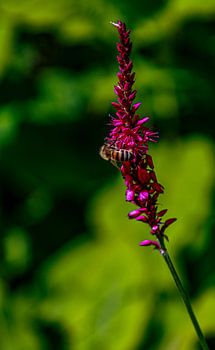 Lila-rosa Flora und Fauna