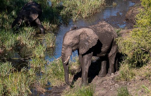 Elephants cool themselves in water