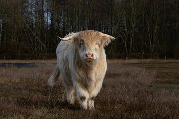 Blonde Schotse hooglander van M. B. fotografie