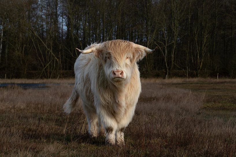 Blonde Scottish highlander by M. B. fotografie