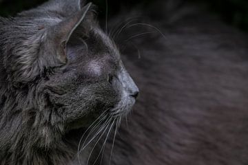 Kopf einer Katze mit Blick zur Seite von Henk Vrieselaar
