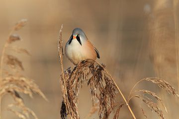 Bearded Tit (Panurus biarmicus) Baden-Württemberg by Frank Fichtmüller