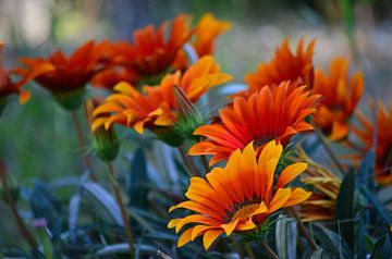 Oranje Gazania bloementuin van Carolina Reina