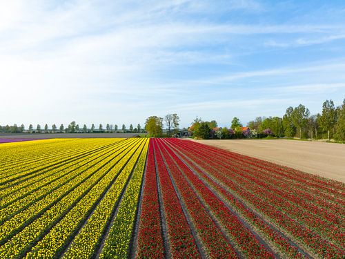 Tulpen in geel en rood groeien in landbouwvelden in de lente