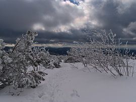 Winterlandschaft mit schneebedeckten Wanderpfad im Schwarzwald von Timon Schneider