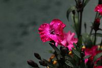 Lila Gartenpflanze