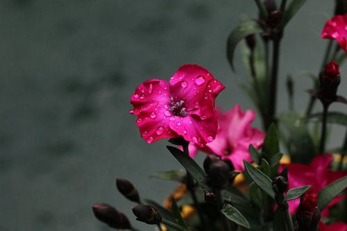Plante de jardin violette sur Pim van der Horst