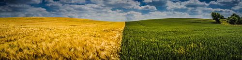 Grain and corn in the Hill Country by byFeelingz