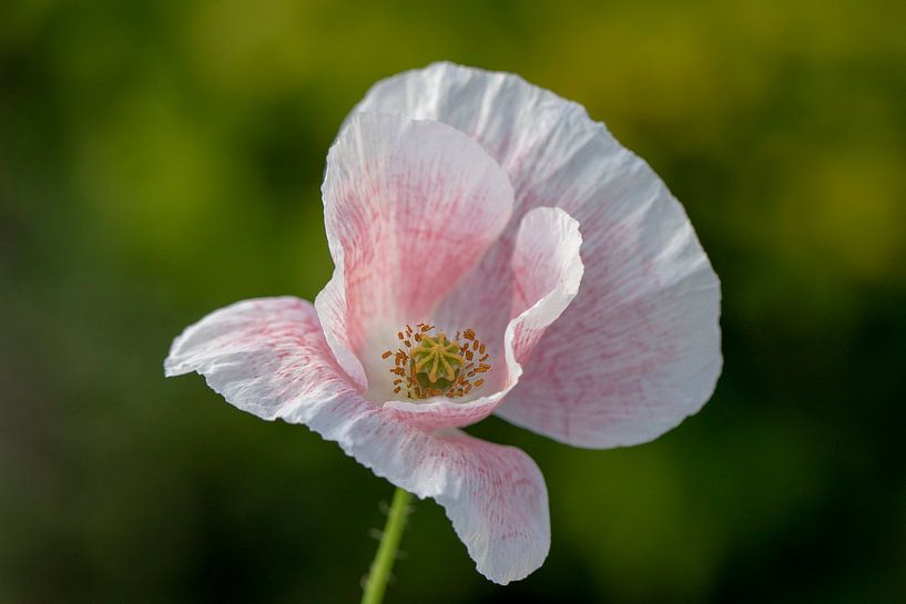 Le pavot rose par Tanja van Beuningen