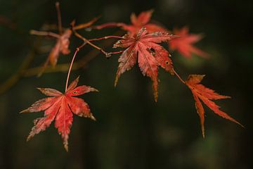 Rode bladeren van de Japanse maple boom in de herfst van Anges van der Logt