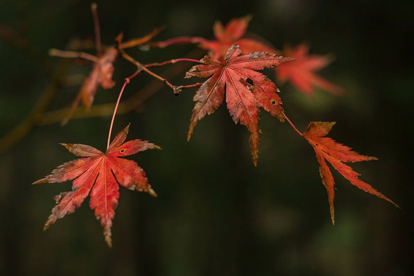 Rote Blätter des japanischen Ahornbaums im Herbst von Anges van der Logt