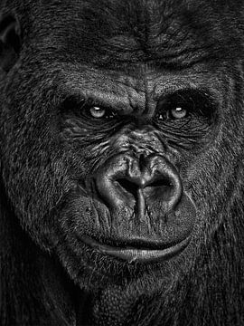 De gorilla van Maickel Dedeken