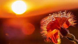 Planten met zonsondergang