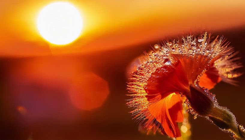 Plants with sunset by Mustafa Kurnaz