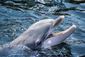 Dolphin
