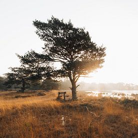 Strijbeekse heide zonsopgang van Jeanine Verbraak