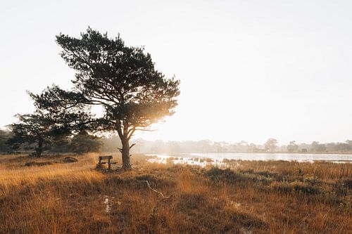 Strijbeek heath sunrise