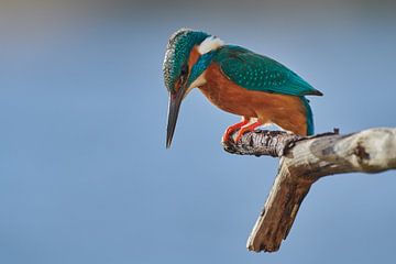 Martin-pêcheur - Concentration