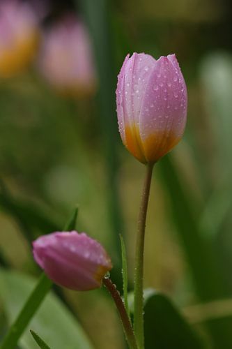 Pink tulip in the rain