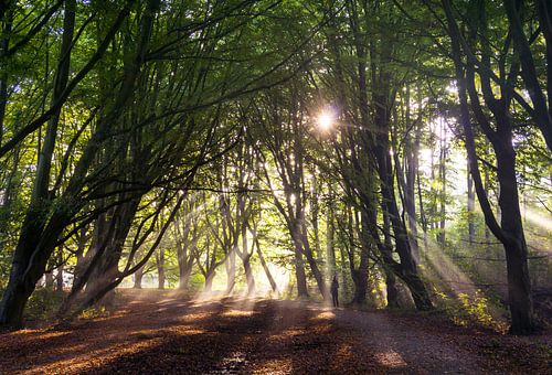 Zonneharp in het Amsterdamse Bos